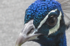 Blue Crown