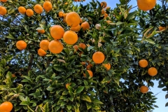 CA Orange