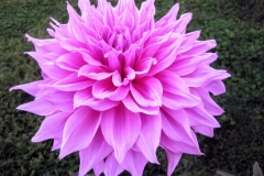 Lotus in India