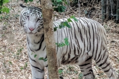 White Tiger - India