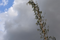 Bamboo and Sky