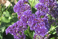 Purple on Green
