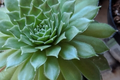 Solana Succulent
